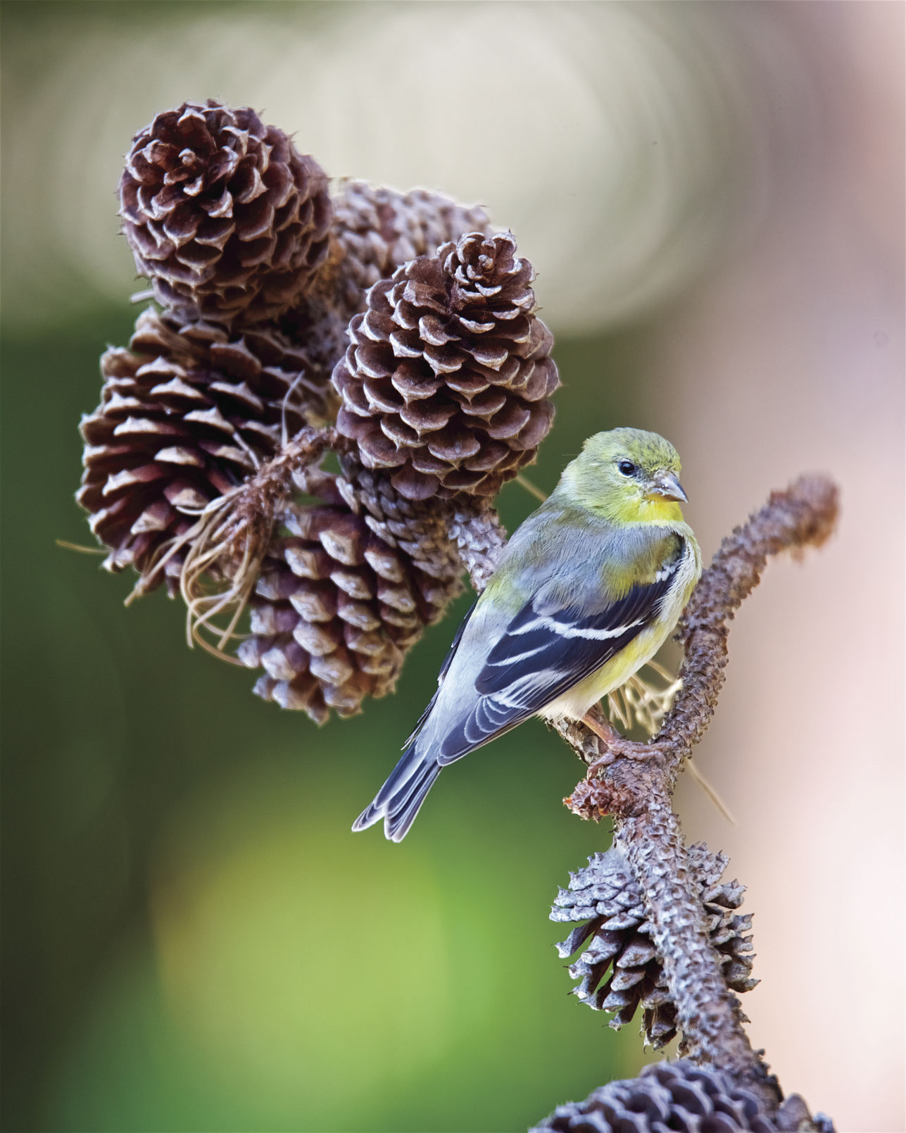 American Goldfinch